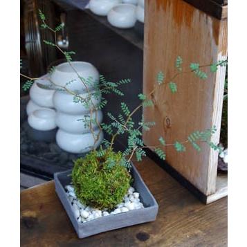 苔玉 盆栽 メルヘンの木 個性的な植物 ソフォラ ミクロフィラ 焼締角器