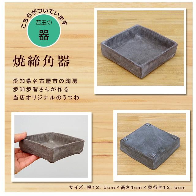 苔玉 盆栽 メルヘンの木 個性的な植物 ソフォラ ミクロフィラ 焼締角器