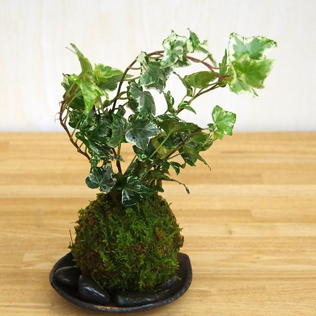 苔玉 盆栽 入門版 育てやすい アイビー 器セット こけだま コケダマ 黒