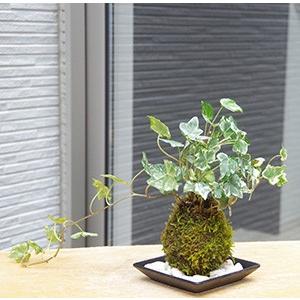 苔玉 盆栽 入門版 育てやすい アイビー 器セット こけだま コケダマ 黒