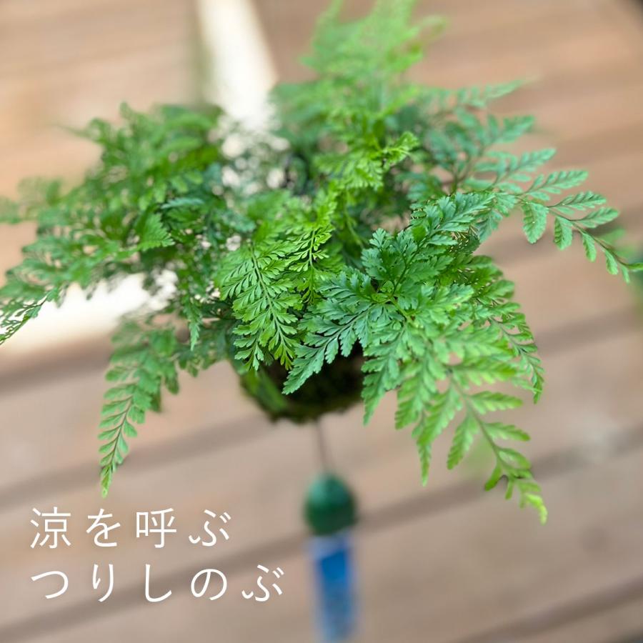 苔玉 盆栽 涼しげな葉 夏の風情 つりしのぶ風苔玉 西洋シノブ 風鈴付き シノブ こけだま コケダマ（Yahoo!・みどり屋 和草(にこぐさ)）