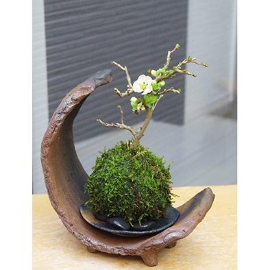 苔玉 盆栽 独特の樹形 人気 ガジュマル 楕円白粉引器 セット こけだま