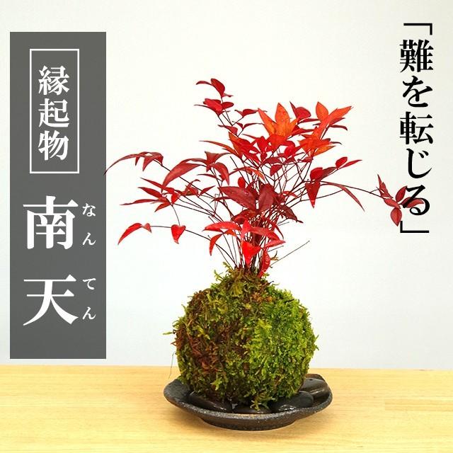 苔玉 南天の苔玉 黒備前器 セット 南天 ナンテン 縁起物 難を転ずる