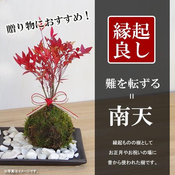 苔玉 南天の苔玉 黒備前器 セット 南天 ナンテン 縁起物 難を転ずる