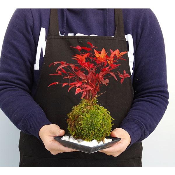 ハニカム苔玉　3L板付用　黒 苔玉 南天の苔玉 黒備前器 セット 南天 ナンテン 縁起物 難を転ずる