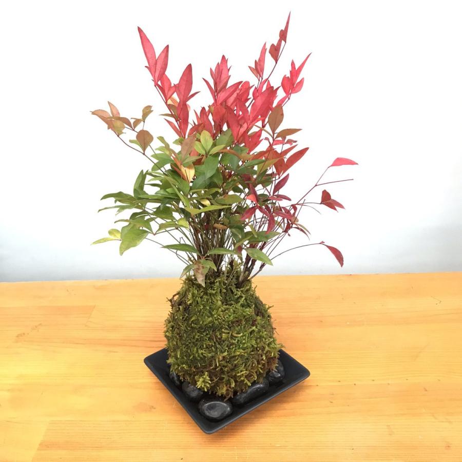 ハニカム苔玉　3L板付用　黒 苔玉 南天の苔玉 黒備前器 セット 南天 ナンテン 縁起物 難を転ずる