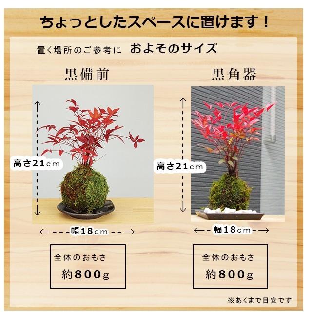 苔玉 南天の苔玉 黒備前器 セット 南天 ナンテン 縁起物 難を転ずる