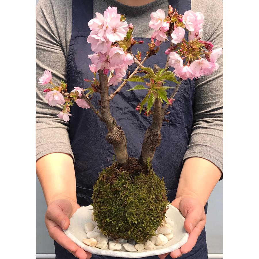 苔玉 桜 豪華二本立て 桜 旭山桜 の二本植え苔玉 楕円白粉引器セット 贈り物 桜満開 さくら サクラ 苔玉 こけだま コケダマ Kokedama6twin みどり屋 和草 にこぐさ 通販 Yahoo ショッピング