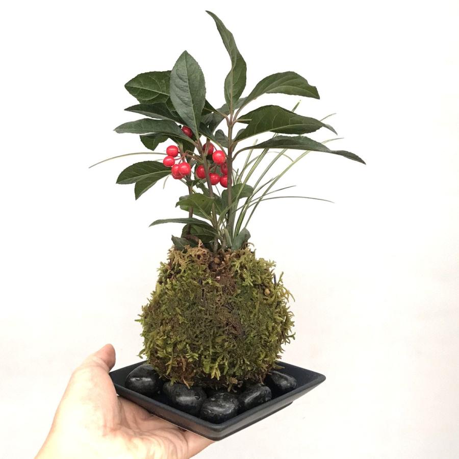 苔玉 盆栽 縁起のいい植物として知られるヤブコウジを苔玉に ヤブコウジ 十両 と斑入り竜のひげ苔玉 器セット やぶこうじ こけだま コケダマ Kokedama715 みどり屋 和草 にこぐさ 通販 Yahoo ショッピング