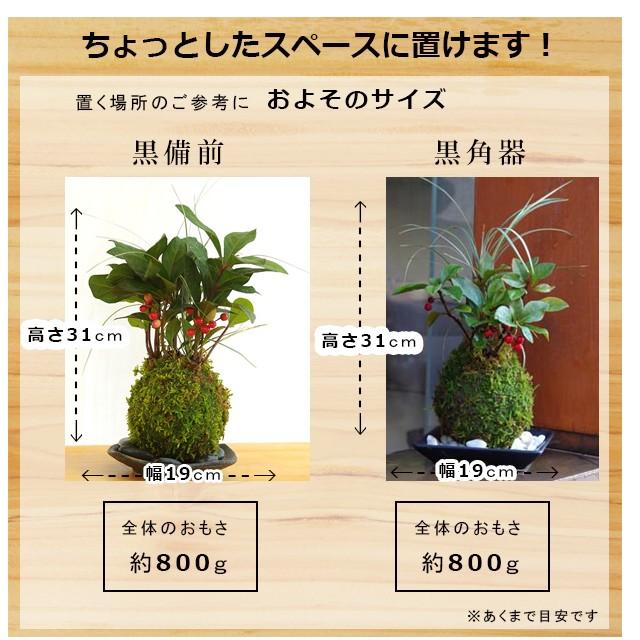 苔玉 縁起のいい植物 ヤブコウジ 十両 斑入り竜のひげ苔玉 器セット