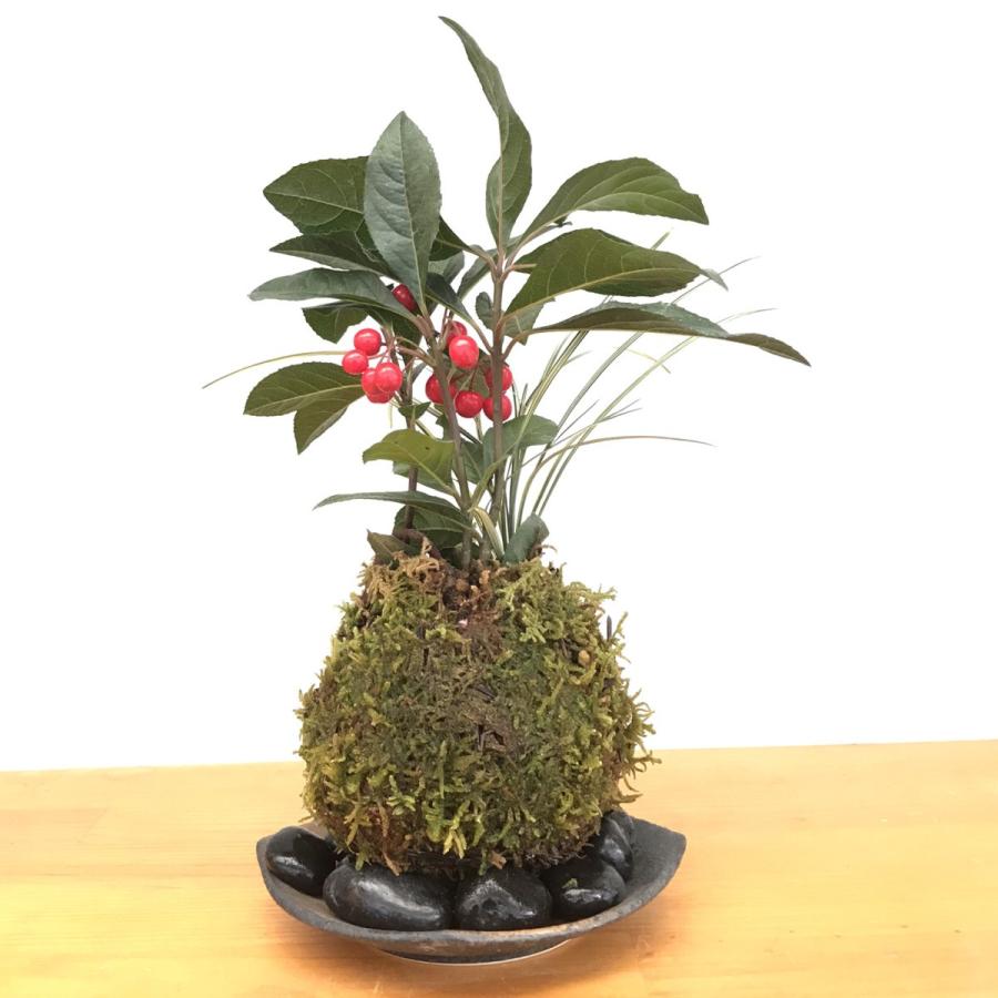 苔玉 縁起のいい植物 ヤブコウジ 十両 斑入り竜のひげ苔玉 器セット