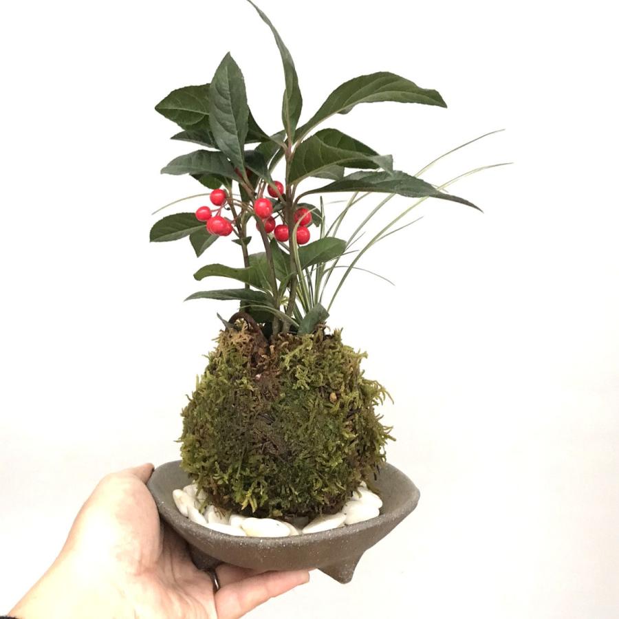 苔玉 盆栽 縁起のいい植物として知られるヤブコウジを苔玉に ヤブコウジと 十両 斑入り竜のひげ苔玉 三つ足灰器セット やぶこうじ こけだま コケダマ Kokedama716 みどり屋 和草 にこぐさ 通販 Yahoo ショッピング