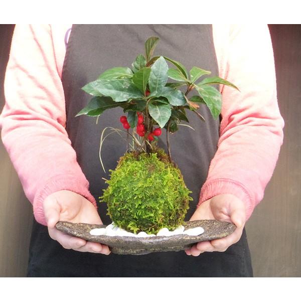 苔玉 縁起のいい植物 ヤブコウジ 十両 斑入り竜のひげ苔玉 くらま岩器