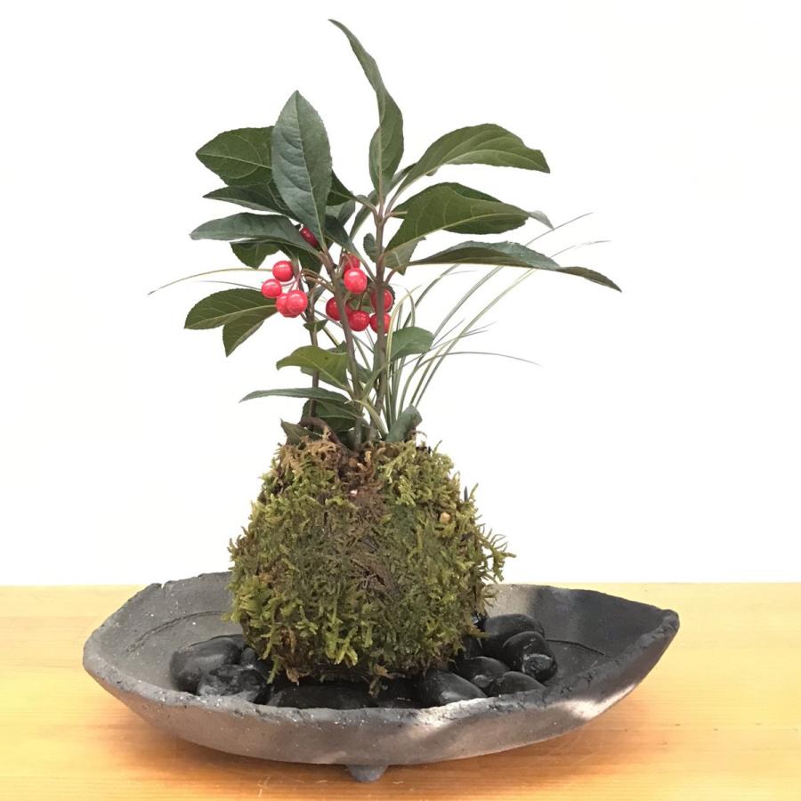 苔玉 縁起のいい植物 ヤブコウジ 十両 斑入り竜のひげ苔玉 炭化焼締器