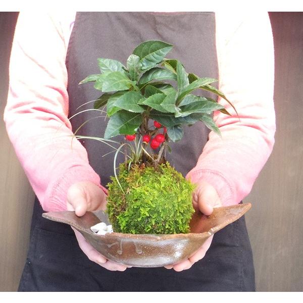 苔玉 縁起のいい植物 ヤブコウジ 斑入り竜 ひげ苔玉 焼締茶器 セット