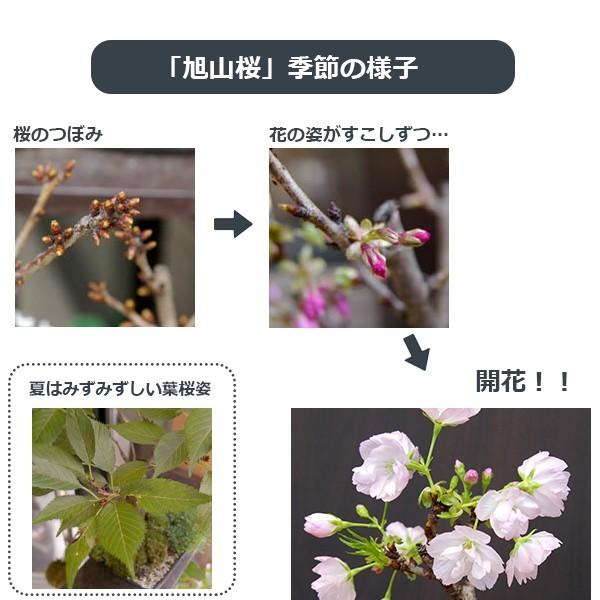 苔玉 盆栽 桜 そう聞くだけで心和む景色を貴方のもとへ 桜 旭山桜 の苔玉 器セット Kokedama740 みどり屋 和草 にこぐさ 通販 Yahoo ショッピング