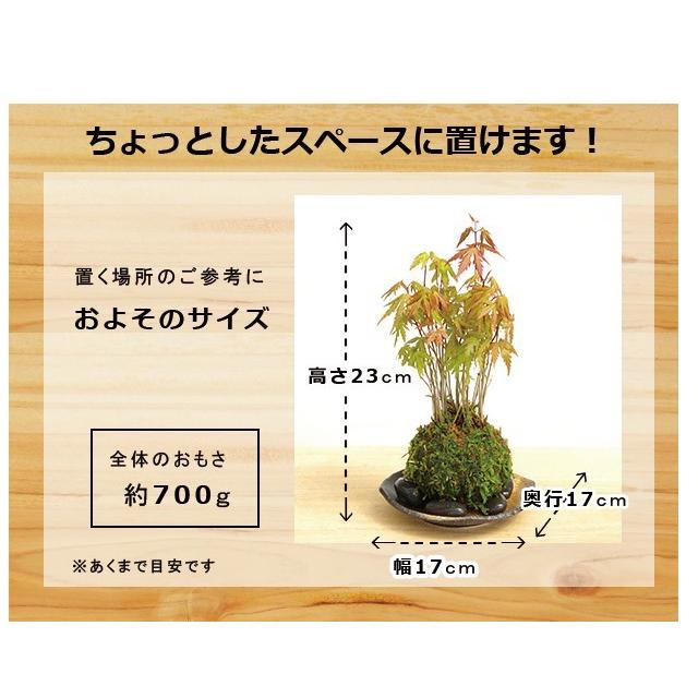 苔玉 盆栽 送料無料 春に新芽 秋に紅葉 山紅葉 ヤマモミジ 黒