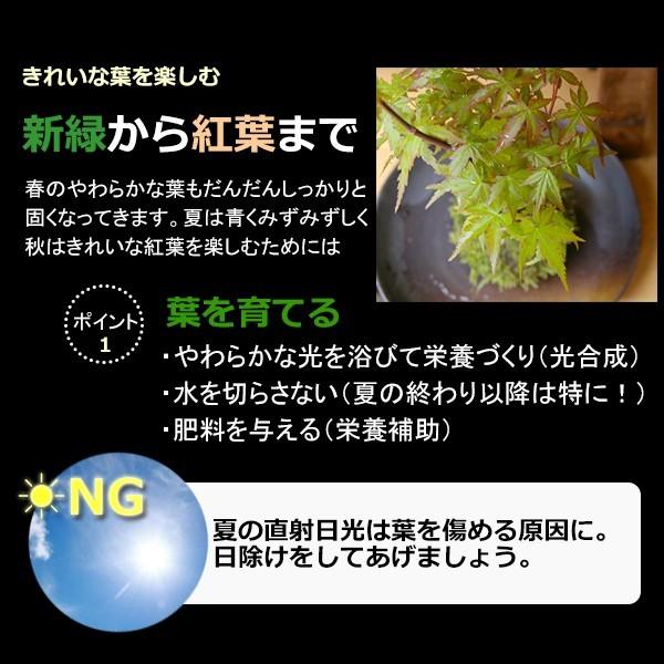 苔玉 盆栽 送料無料 春に新芽 秋に紅葉 山紅葉 ヤマモミジ 黒