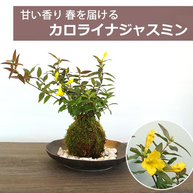 2020年開花終了 苔玉 盆栽 春に眩い黄色の花が楽しめる カロライナジャスミンの苔玉 選べる器セット Www Masmediacion Es
