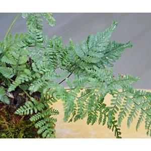 苔玉 盆栽 太い根茎 涼しげな葉 魅力的 シダ植物 シノブ 器 苔玉 盆栽 太い根茎 涼しげな葉 魅力的 シダ植物 シノブ 器