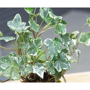 最新作 無骨なアイアン脚2点1セットｋ　イベント什器 　苔玉　ミニ盆栽 最新作 無骨なアイアン脚2点1セットk イベント什器 苔玉 ミニ