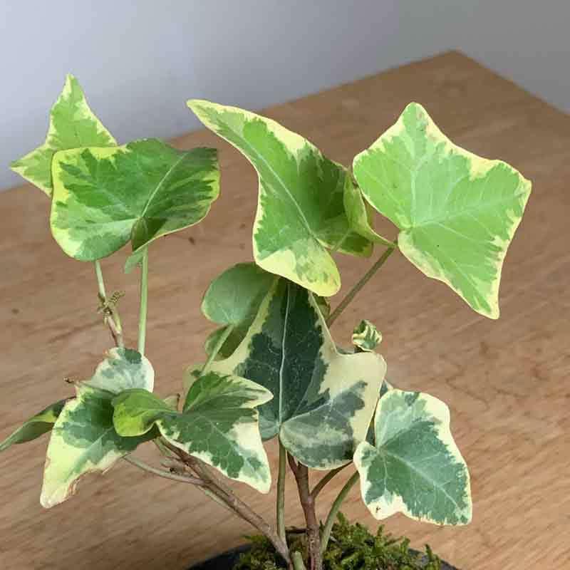 苔玉 盆栽 入門版 育てやすい アイビー ミニ苔玉 くらま岩器