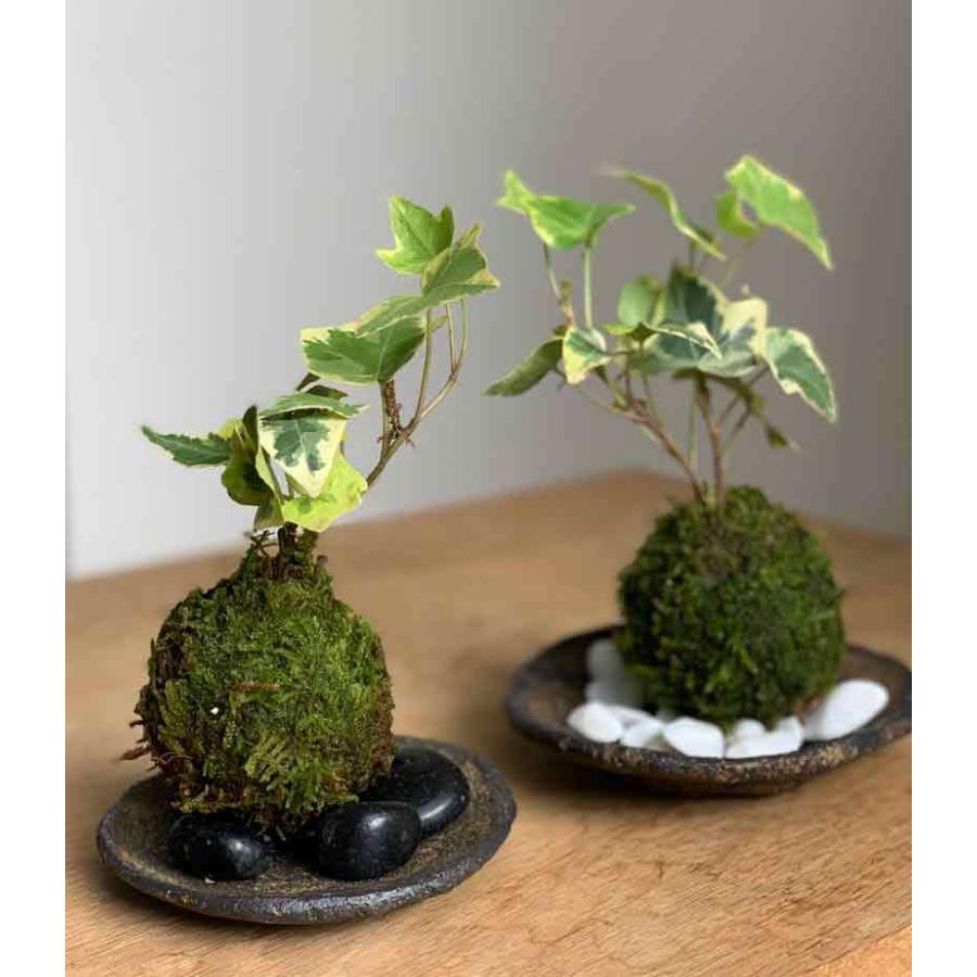苔玉 盆栽 入門版 育てやすい アイビー ミニ苔玉 くらま岩器セット