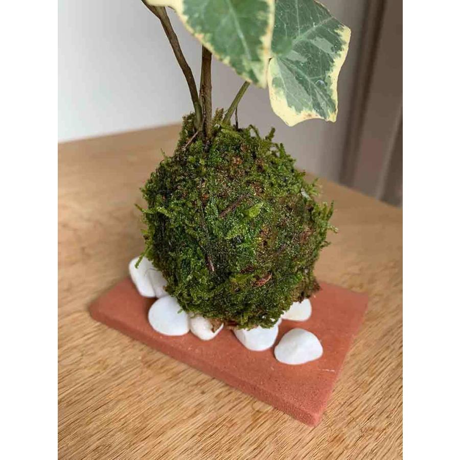 苔玉 盆栽 入門版 育てやすい アイビー ミニ苔玉 焼締平皿セット こけ