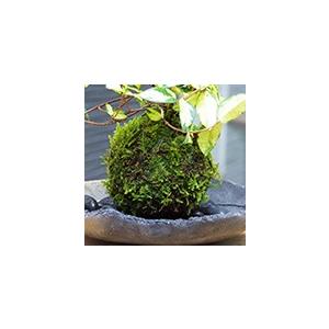 苔玉 盆栽 黄金と緑色の葉 テイカカズラの苔玉 炭化焼締器セット こけ