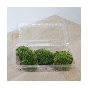 盆栽作りや植え替えにはこのセット 植え込み用土 鉢底土 ヤマゴケセット 盆栽 苔 こけ コケ Kokeset みどり屋 和草 にこぐさ 通販 Yahoo ショッピング