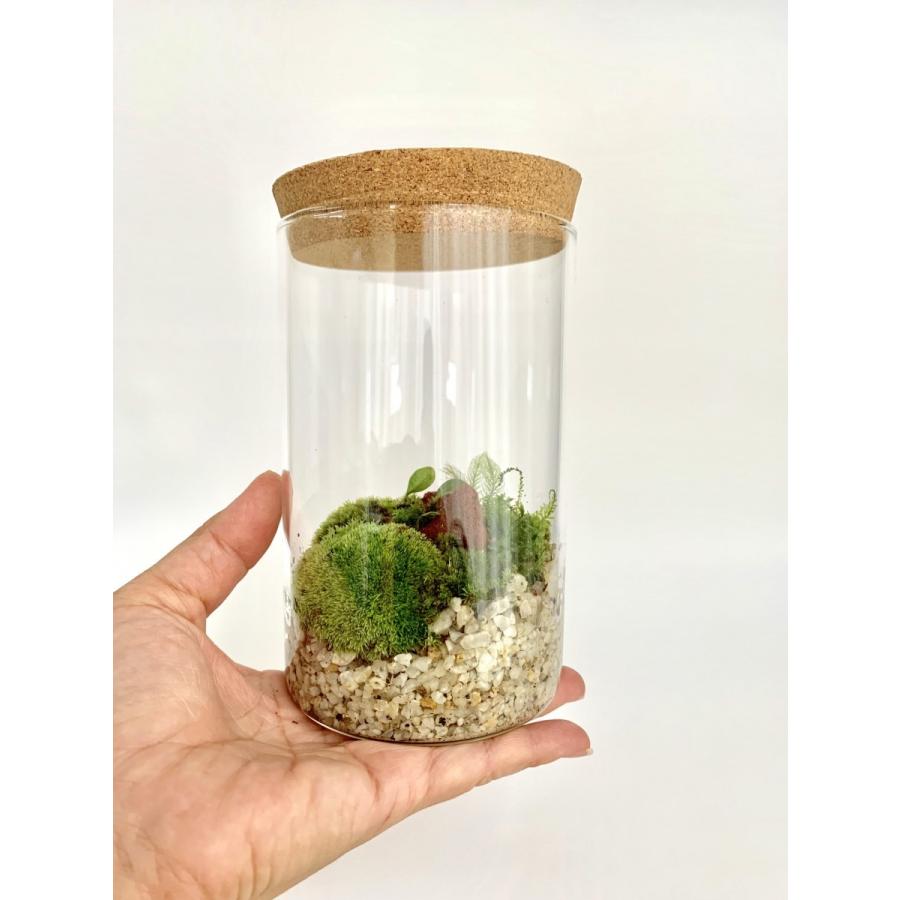 1円 世界有名な 小さな苔の世界 苔テラリウム コルク蓋付 苔 こけ コケ