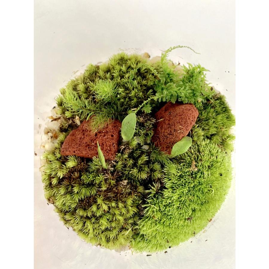小さな苔の世界 苔 テラリウム コルク蓋付 こけ コケ : みどり屋 和草