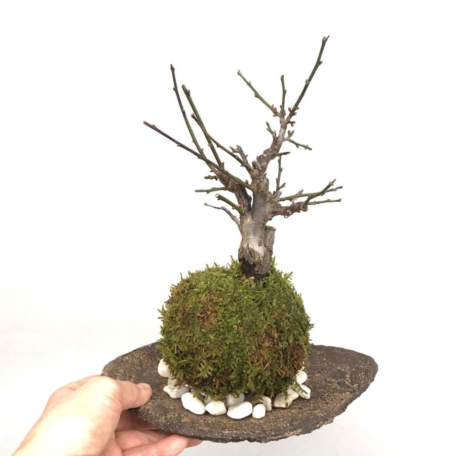 苔玉 盆栽 梅 香り高い 紅花 ウメ 紅梅 こうばい くらま器セット 苔玉 盆栽 梅 香り高い 紅花 ウメ 紅梅 こうばい くらま器セット