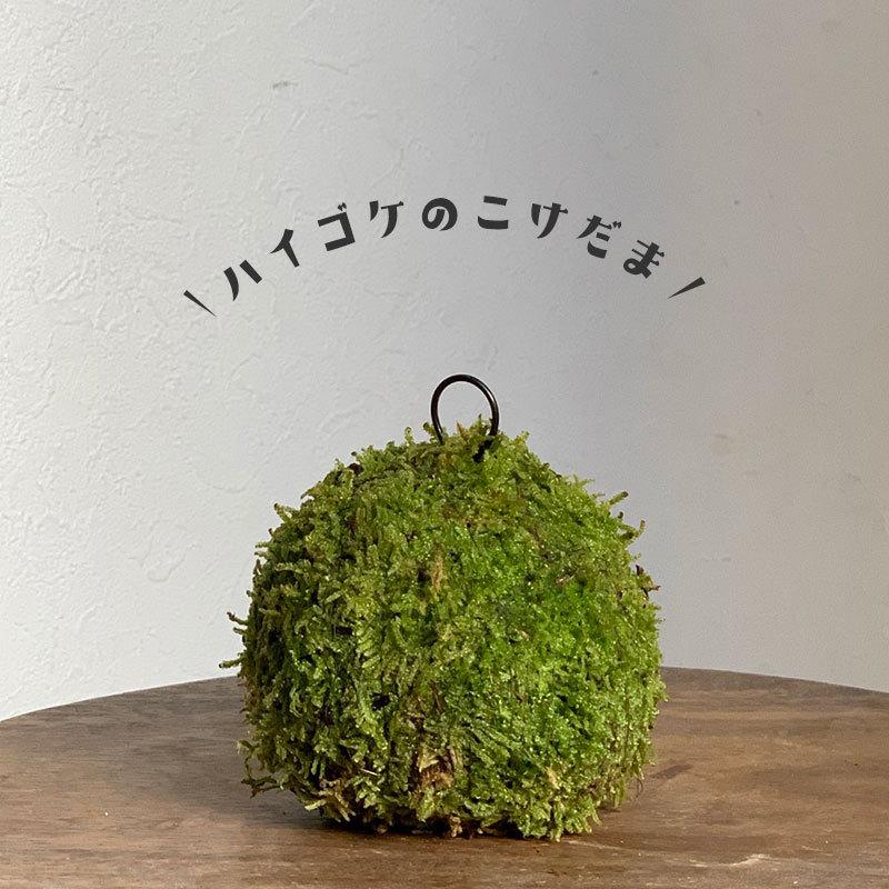 苔玉 盆栽 吊るしたり 置いたり ふんわりとやさしい苔を飾ってください Moss Ball モスボール Mサイズ Mossballm みどり屋 和草 にこぐさ 通販 Yahoo ショッピング