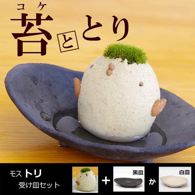 苔 コケテラリウム モスモス 真山茜 モスドリ 受け皿セット こけ コケ