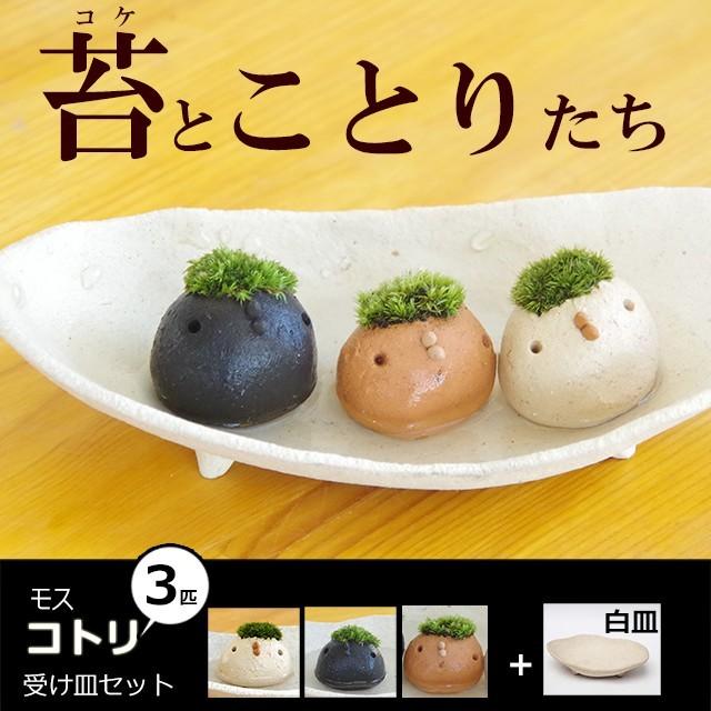 苔 コケテラリウム モスモス 真山茜 モスコトリ 3羽 選べる受け皿