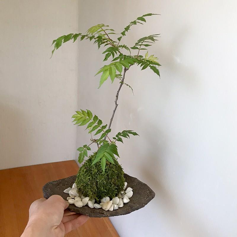 苔玉 こけだま コケダマ 初夏 花 咲く 秋 紅葉 ナナカマド
