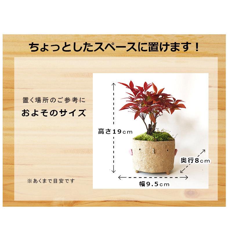 送料無料 ナンテン 盆栽 真山茜 炭化焼締トリ鉢 なんてん ぼんさい