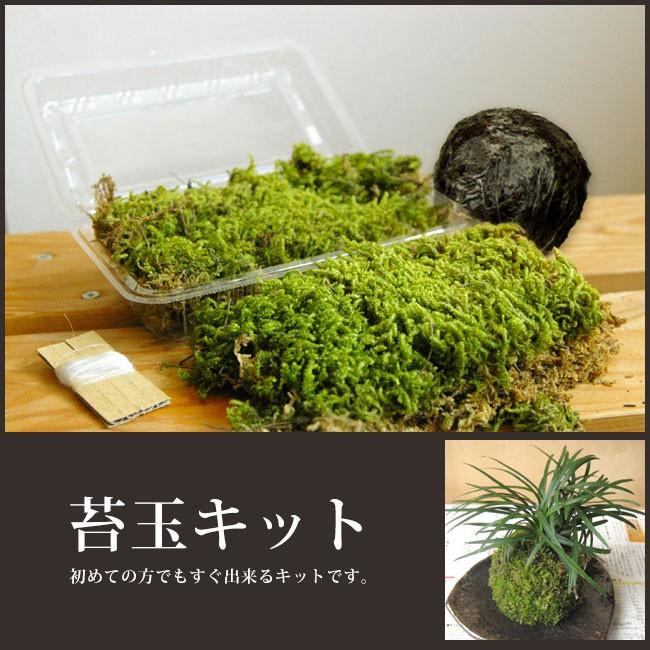 苔玉キット 苔玉教室講師がお届け 苔玉作成 苔玉 こけだま こけ コケ 苔 ハンドメイド キット 苔玉づくり 初心者｜midoriyanicogusa｜13