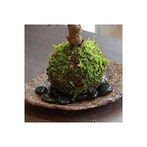 苔玉の下 通気性 よくなります 敷石 黒石 苔玉 コケダマ こけ玉 いし