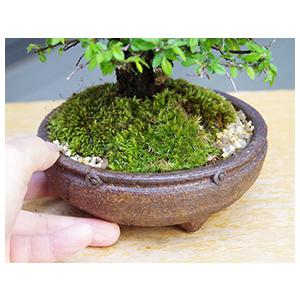 芽吹き、新緑、黄葉、裸樹と四季を感じる盆栽 ニレケヤキ（アキニレ