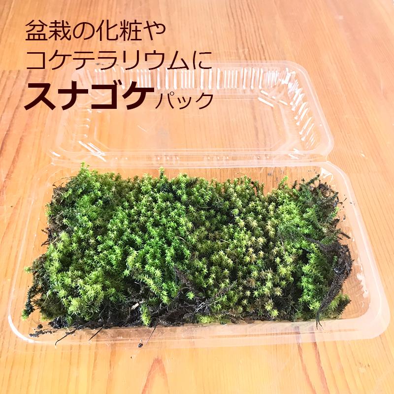 中型盆栽 苔付き マッコウ 父の日の贈り物に！】【枯山水×盆栽】～枯山水セット（三波石