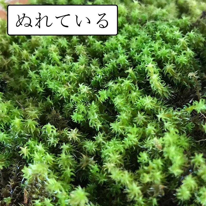 盆栽作り スナゴケパック 盆栽 苔 こけ コケ : みどり屋 和草(にこぐさ