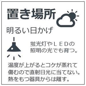 盆栽 苔盆栽 コケ 瞑想する仙人 万古焼 創作角鉢 仙人 瞑想 修行 父の日 母の日 開店祝い 結婚祝い 敬老の日 おめでたい 縁起物 こけのむすまで 末永く幸せ｜midoriyanicogusa｜07