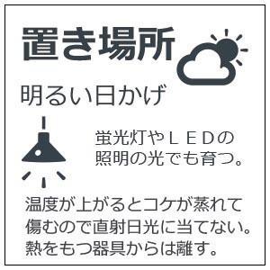 盆栽 苔盆栽 コケ 神域への入り口 万古焼 創作角鉢 鳥居 神社 神様 父の日 母の日 開店祝い 結婚祝い 敬老の日 おめでたい 縁起物 こけのむすまで 末永く幸せ｜midoriyanicogusa｜07