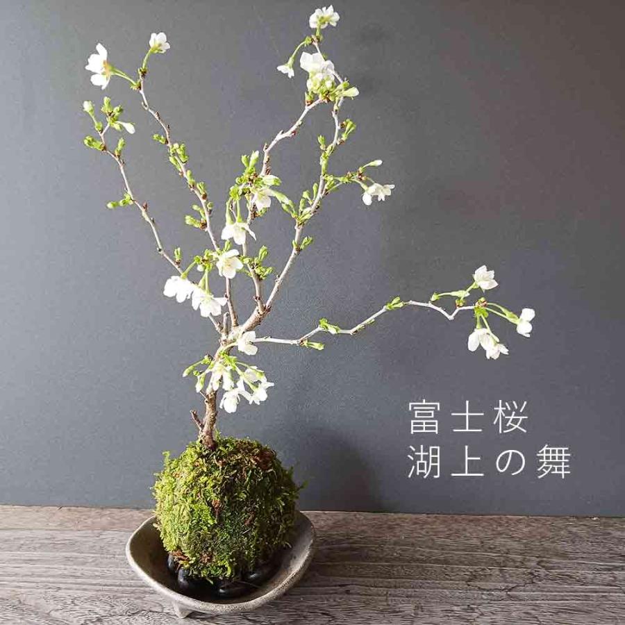 苔玉 盆栽 桜 徒歩0分のお花見を楽しむ 富士桜 湖上の舞 の苔玉 三つ足灰器セット Sakurakozyouhai みどり屋 和草 にこぐさ 通販 Yahoo ショッピング