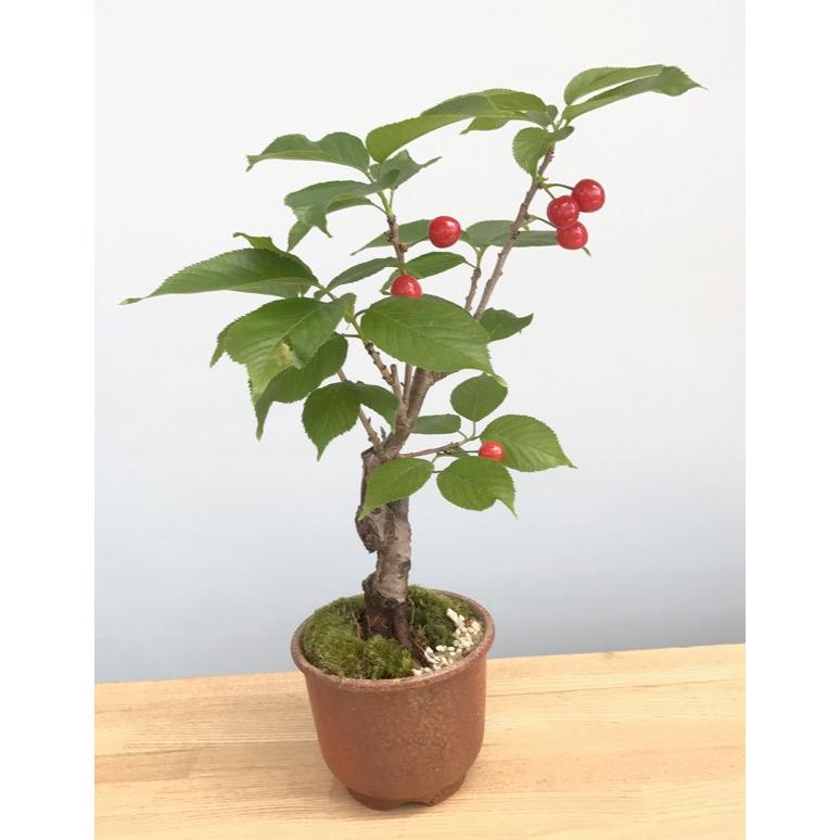 盆栽 開花終了 サクランボ 万古赤丸鉢 花を愛で 実をたのしめる