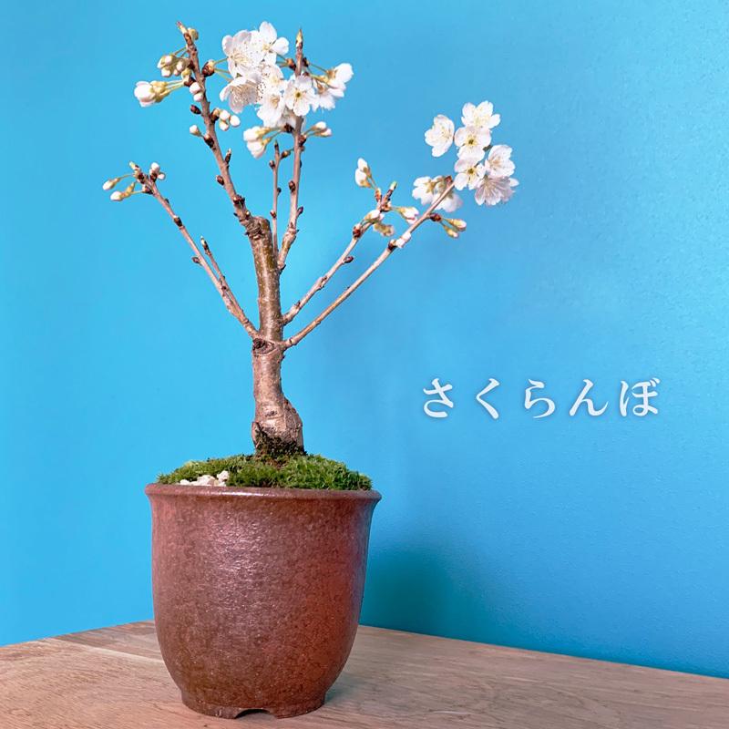 開花終了 盆栽 サクランボ 万古赤丸鉢 花を愛で実をたのしめるさくらんぼ 萬古焼 赤い実 実がなる Sakuranbo みどり屋 和草 にこぐさ 通販 Yahoo ショッピング