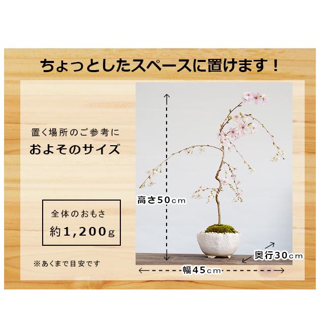 年開花終了 現在は葉桜 盆栽 サクラ咲く 枝垂れ桜 盆栽 一重の花 万古焼 白深鉢 育て方のしおり 1年分肥料つき Sidaresakurabonsai みどり屋 和草 にこぐさ 通販 Yahoo ショッピング