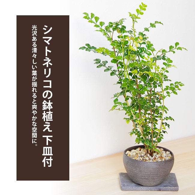 室内 育てられる 光沢の葉 魅力的 シマトネリコ 鉢植え 焼締鉢
